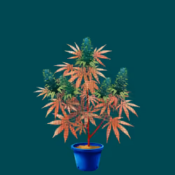 NFTokin #3673