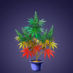 NFTokin #5146