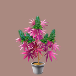 NFTokin #5790