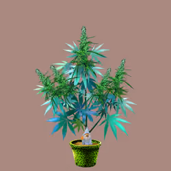 NFTokin #11122