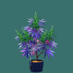 NFTokin #12810