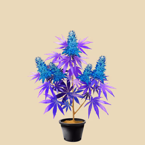 NFTokin #10279