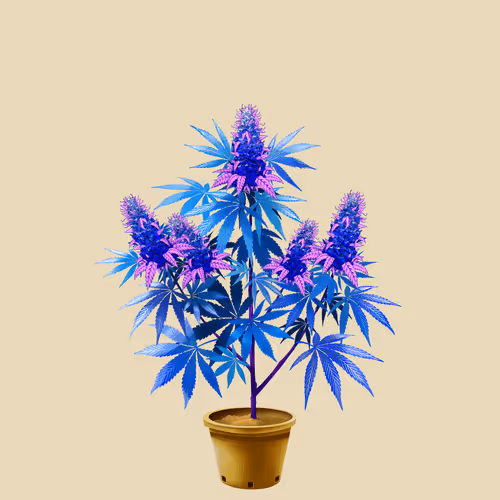 NFTokin #12980
