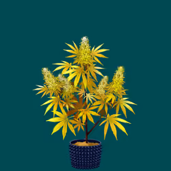 NFTokin #11008