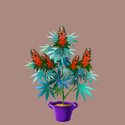 NFTokin #11178