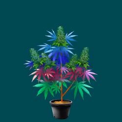 NFTokin #11144