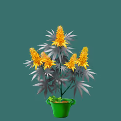 NFTokin #10569