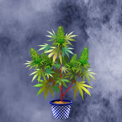 NFTokin #4854