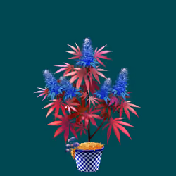 NFTokin #12782