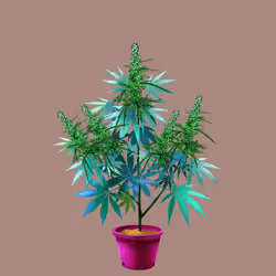 NFTokin #10074