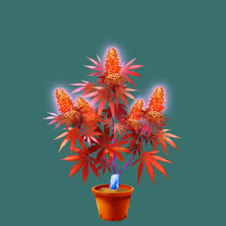 NFTokin #8942