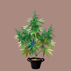 NFTokin #6356