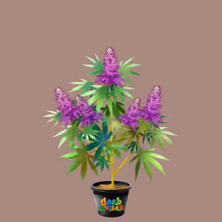 NFTokin #5914
