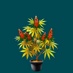 NFTokin #2034