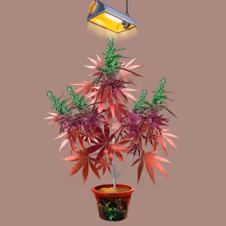 NFTokin #12146