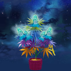 NFTokin #11716