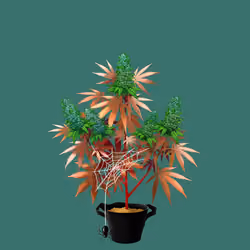 NFTokin #6086