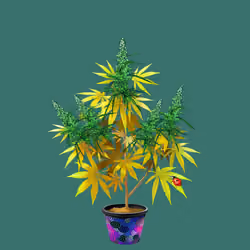 NFTokin #12521