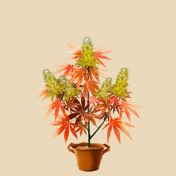 NFTokin #2632