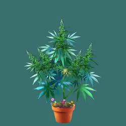 NFTokin #12355