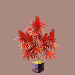 NFTokin #10108