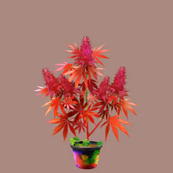 NFTokin #2122