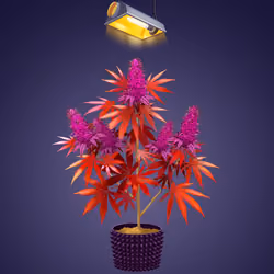 NFTokin #4358