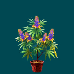 NFTokin #11536