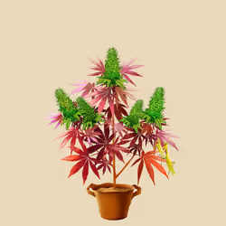 NFTokin #9748
