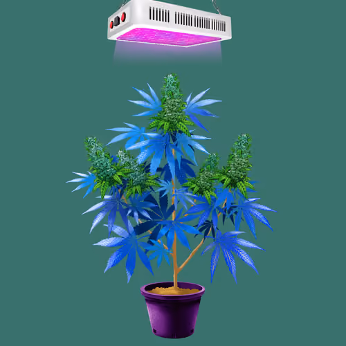 NFTokin #7884