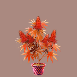 NFTokin #106