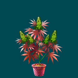NFTokin #7307