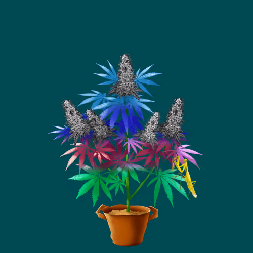 NFTokin #2763
