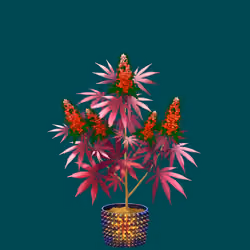 NFTokin #11448
