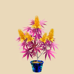 NFTokin #6136