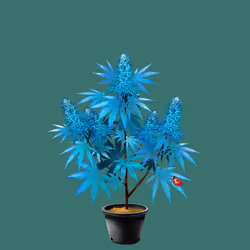 NFTokin #5442