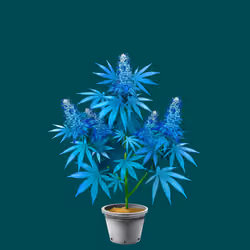 NFTokin #12661