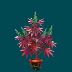 NFTokin #8658