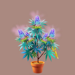NFTokin #12317