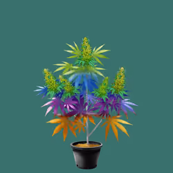 NFTokin #6072