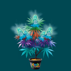 NFTokin #12848