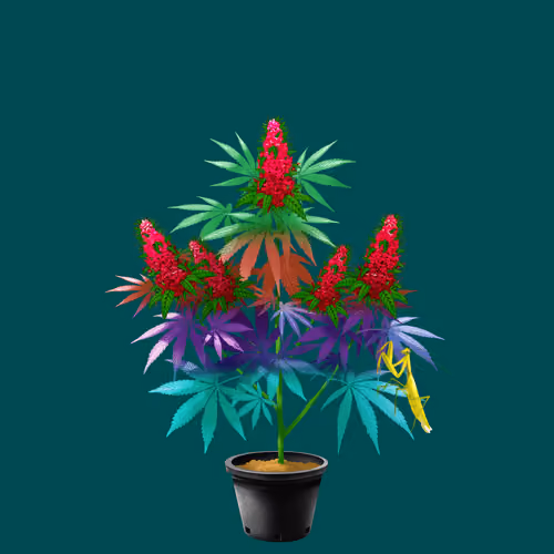 NFTokin #6181