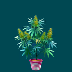 NFTokin #12270