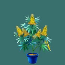 NFTokin #6255