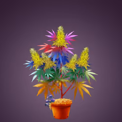 NFTokin #8326
