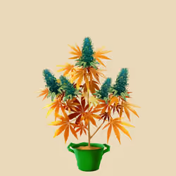 NFTokin #218