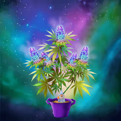 NFTokin #11228