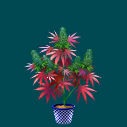 NFTokin #3768