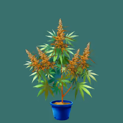 NFTokin #5455