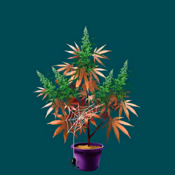 NFTokin #11371